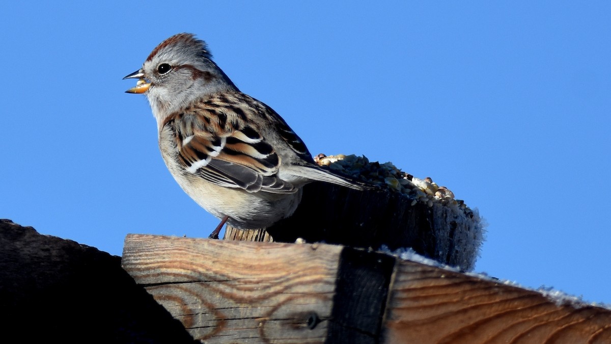American Tree Sparrow - ML617933601