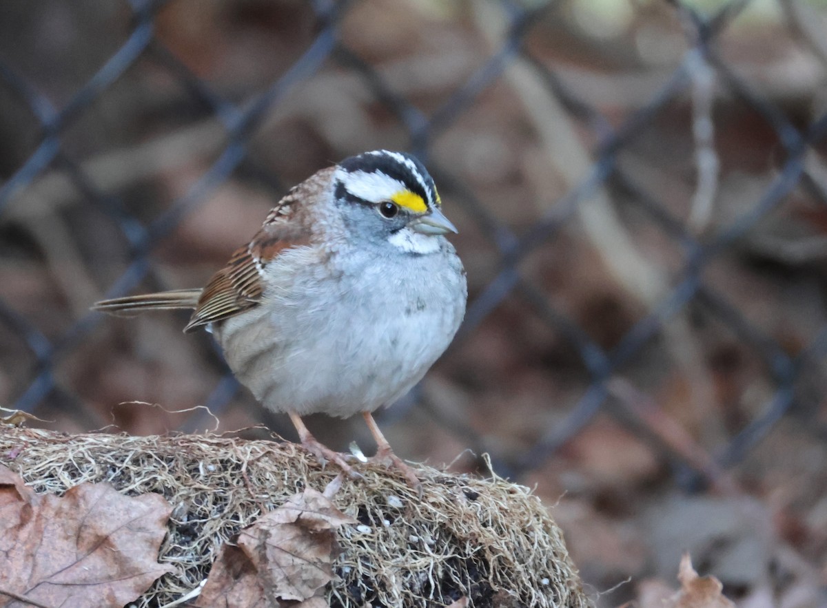 White-throated Sparrow - ML617933604