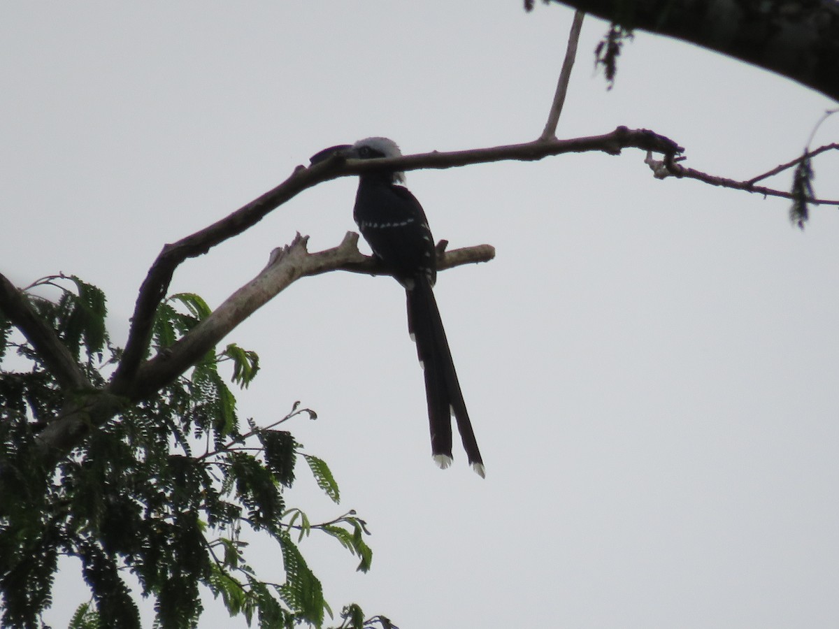 Eastern Long-tailed Hornbill - ML617933617