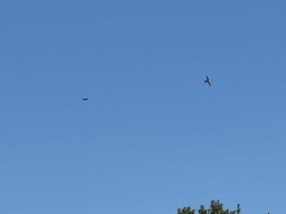 Swallow-tailed Kite - ML617933623
