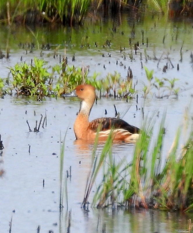 Fulvous Whistling-Duck - ML617933660