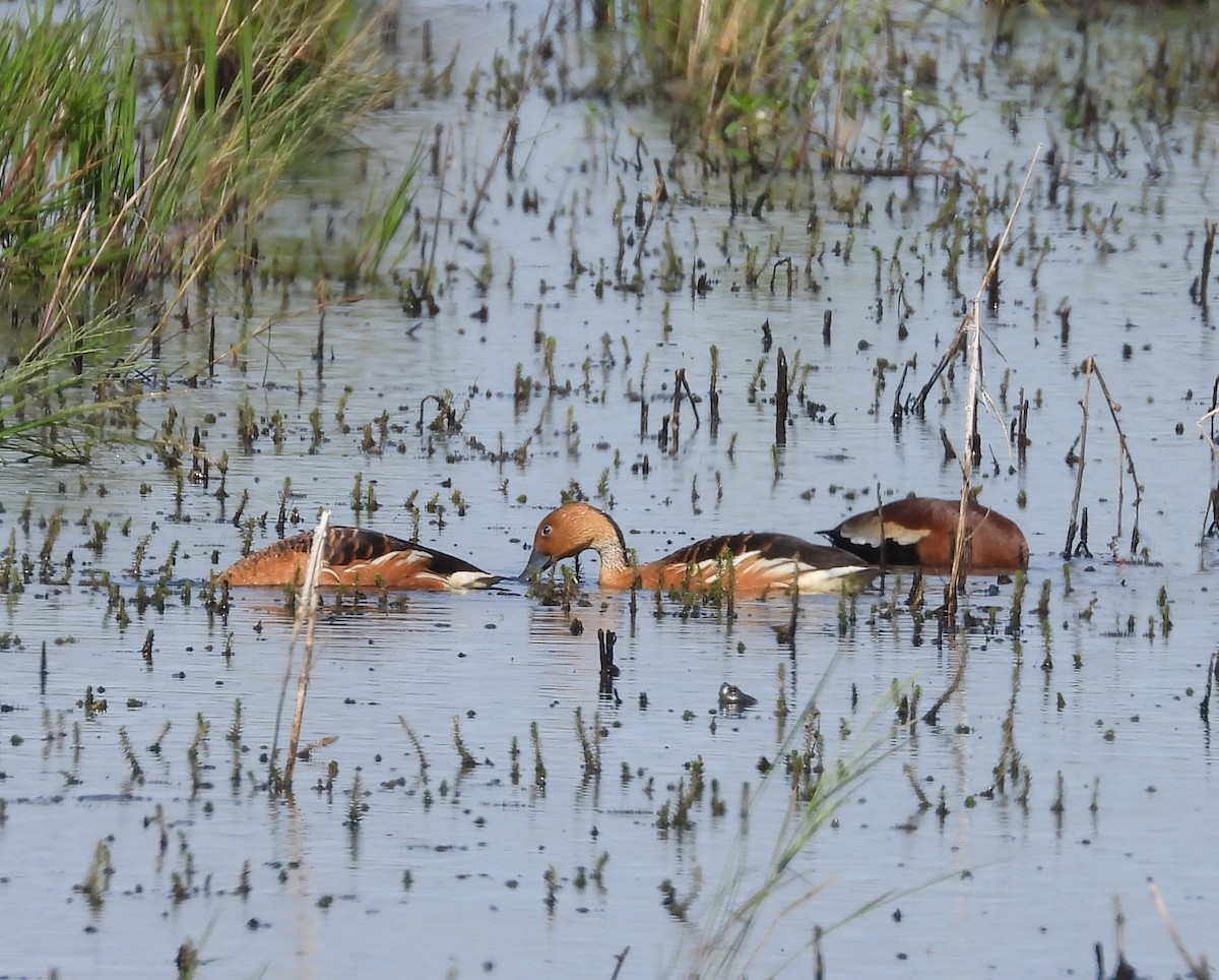 Fulvous Whistling-Duck - ML617933661