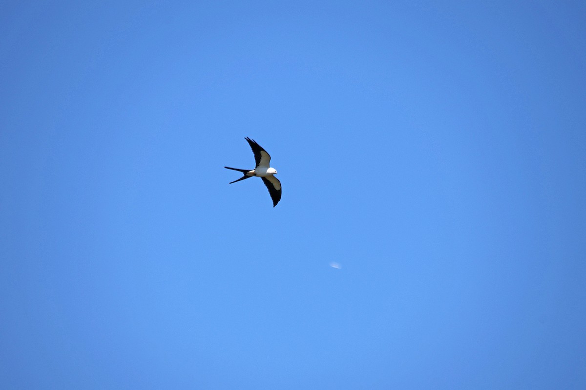 Swallow-tailed Kite - ML617933739