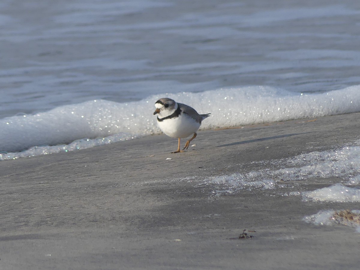 Piping Plover - ML617933747