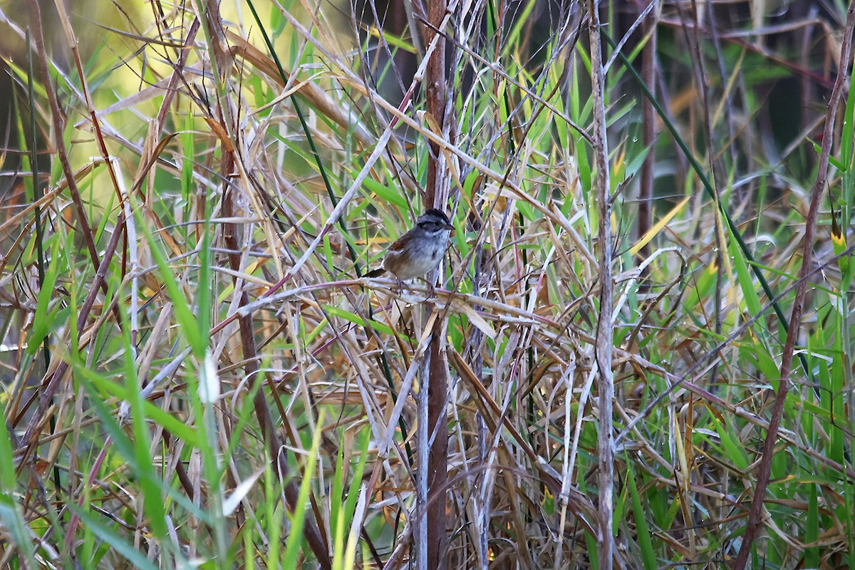 Swamp Sparrow - ML617933788