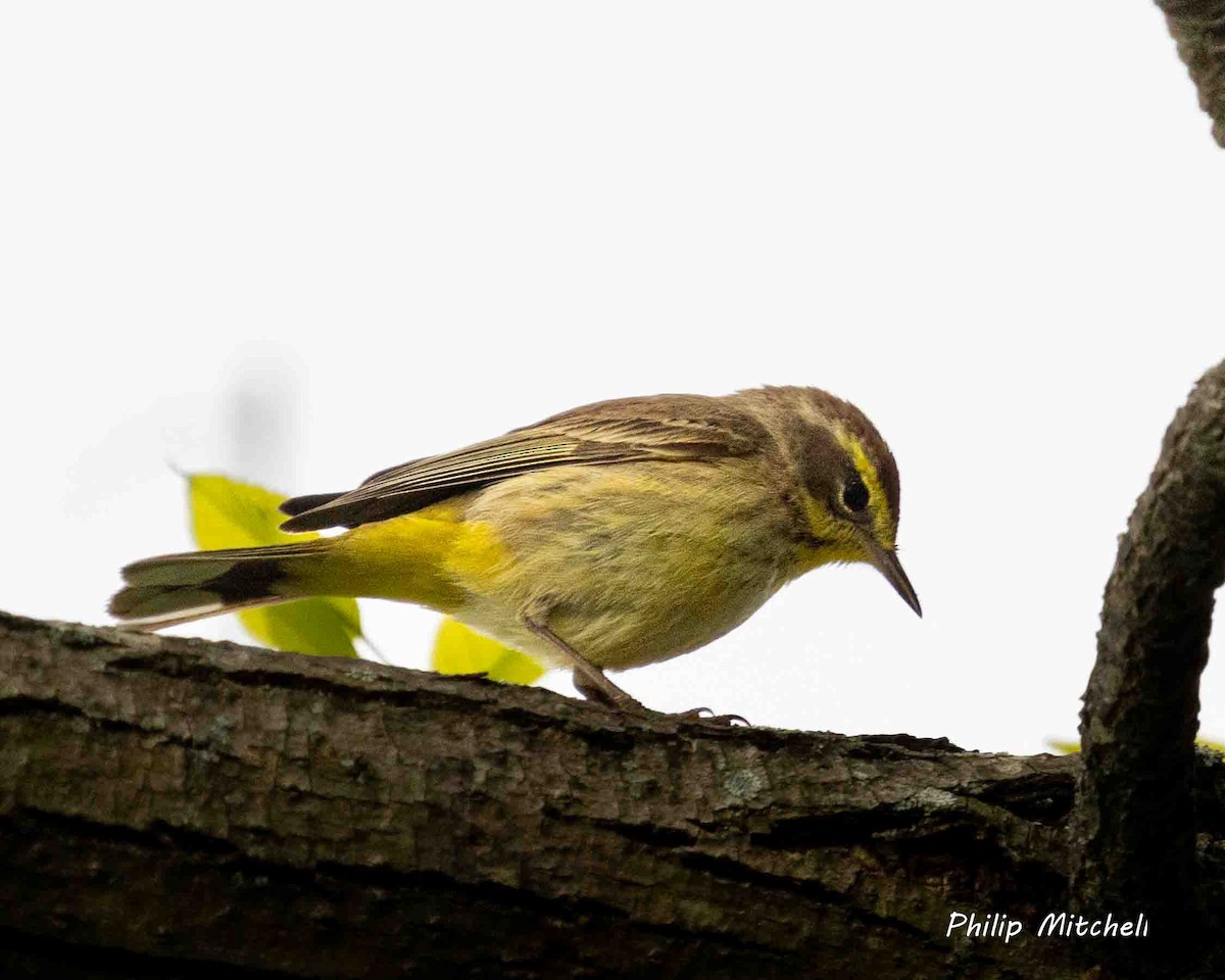 Palm Warbler (Yellow) - Philip Mitchell
