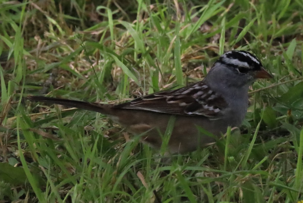 White-crowned Sparrow - ML617933805