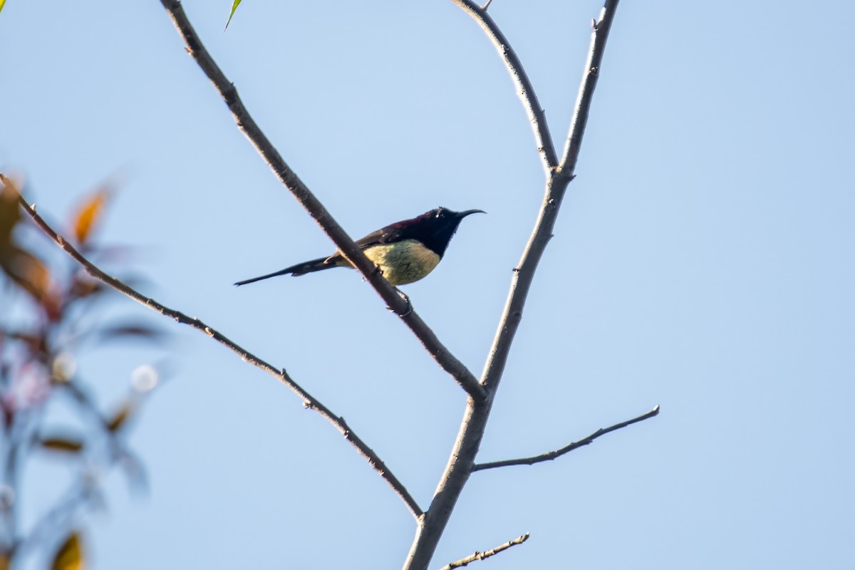 Black-throated Sunbird - ML617933908