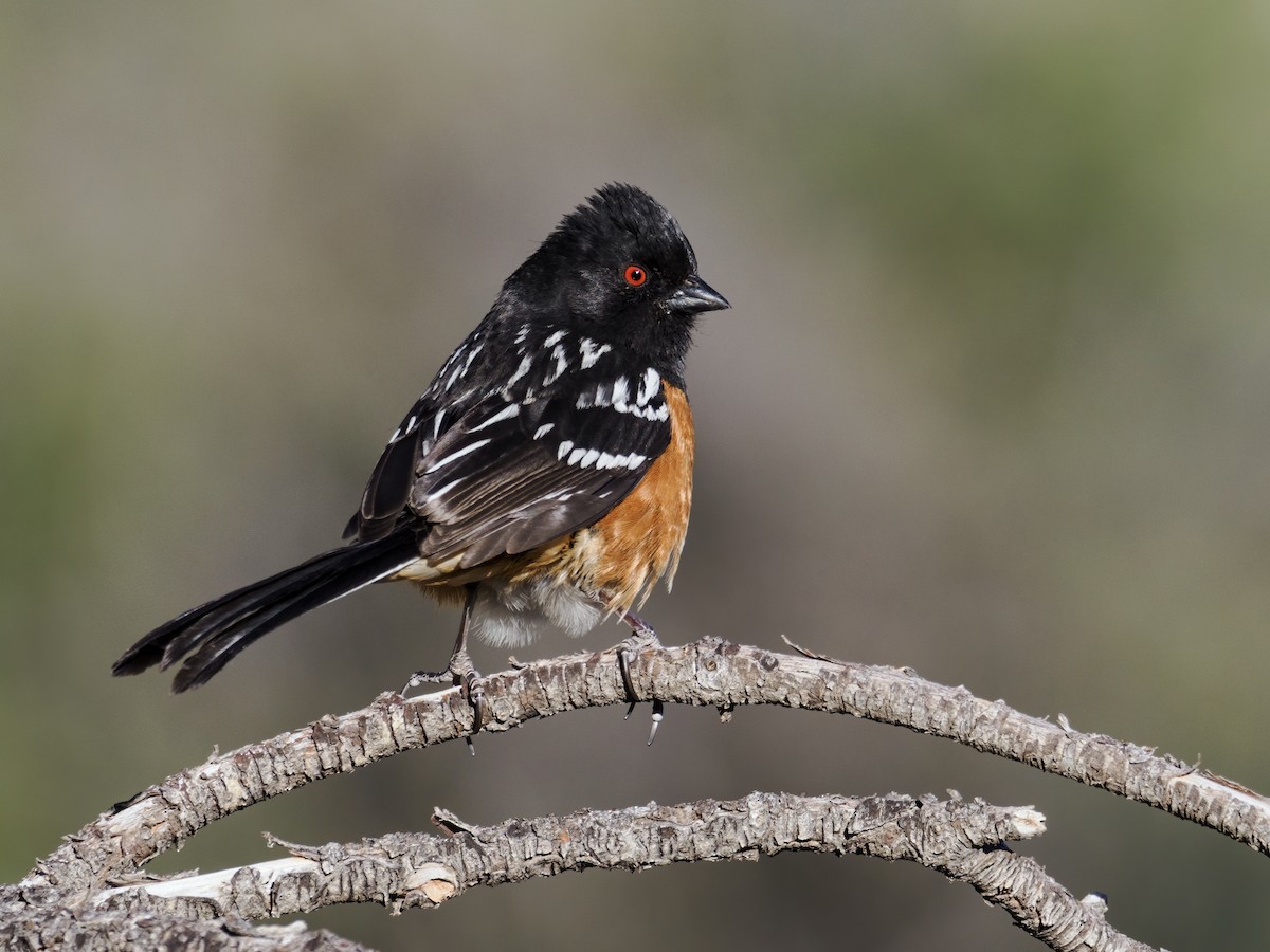 Spotted Towhee (maculatus Group) - ML617933941