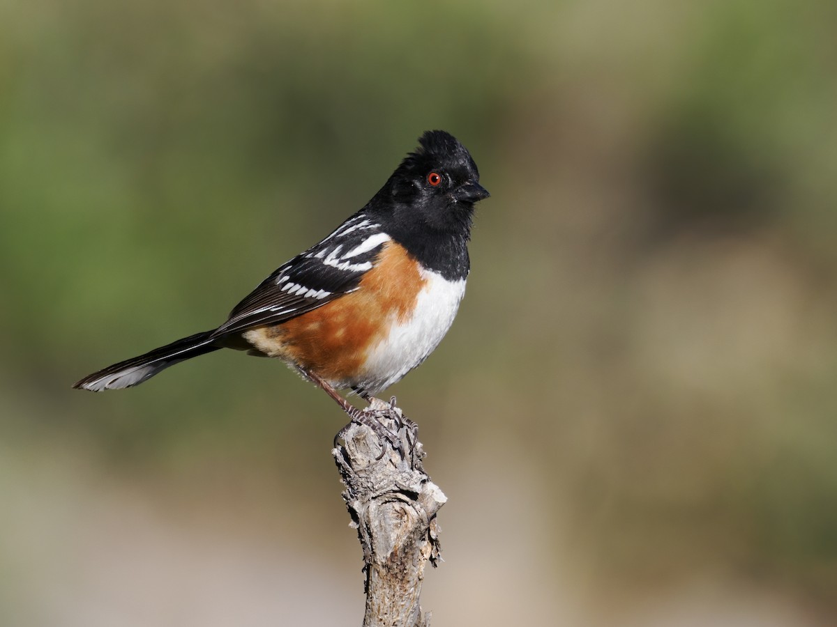 Spotted Towhee (maculatus Group) - ML617933944