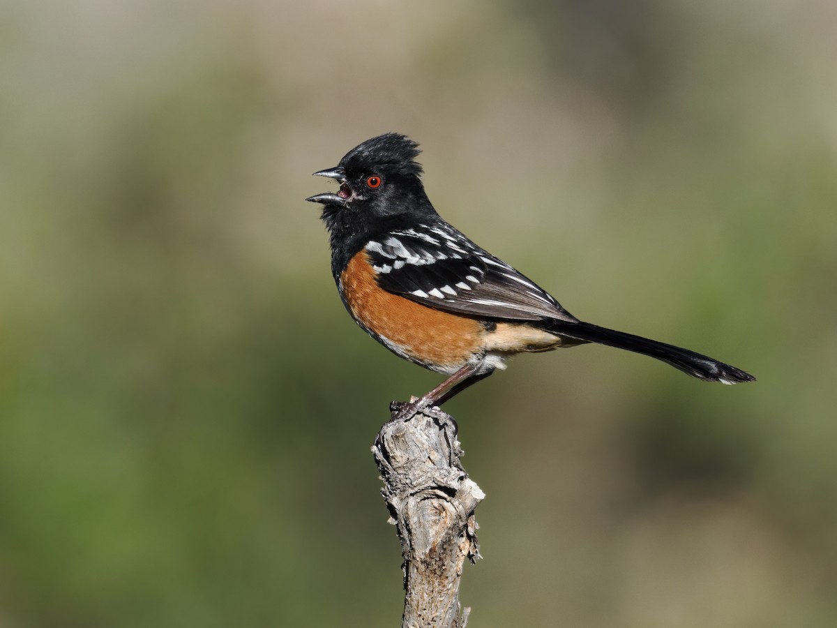 Spotted Towhee (maculatus Group) - ML617933949