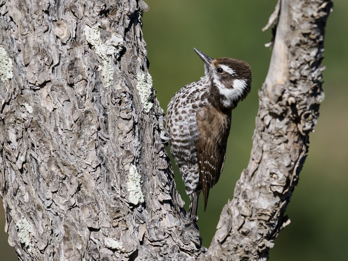 Arizona Woodpecker - ML617933968