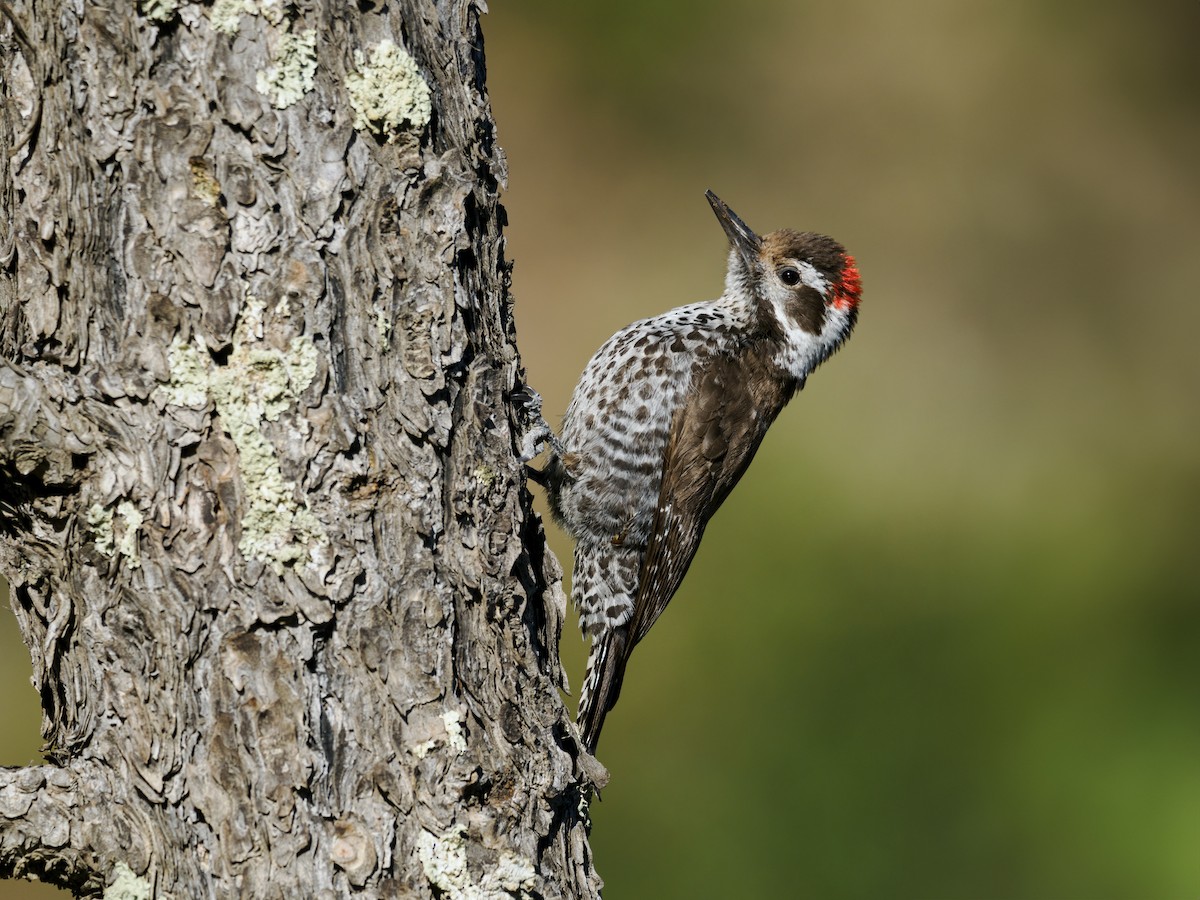 Arizona Woodpecker - Nick Athanas