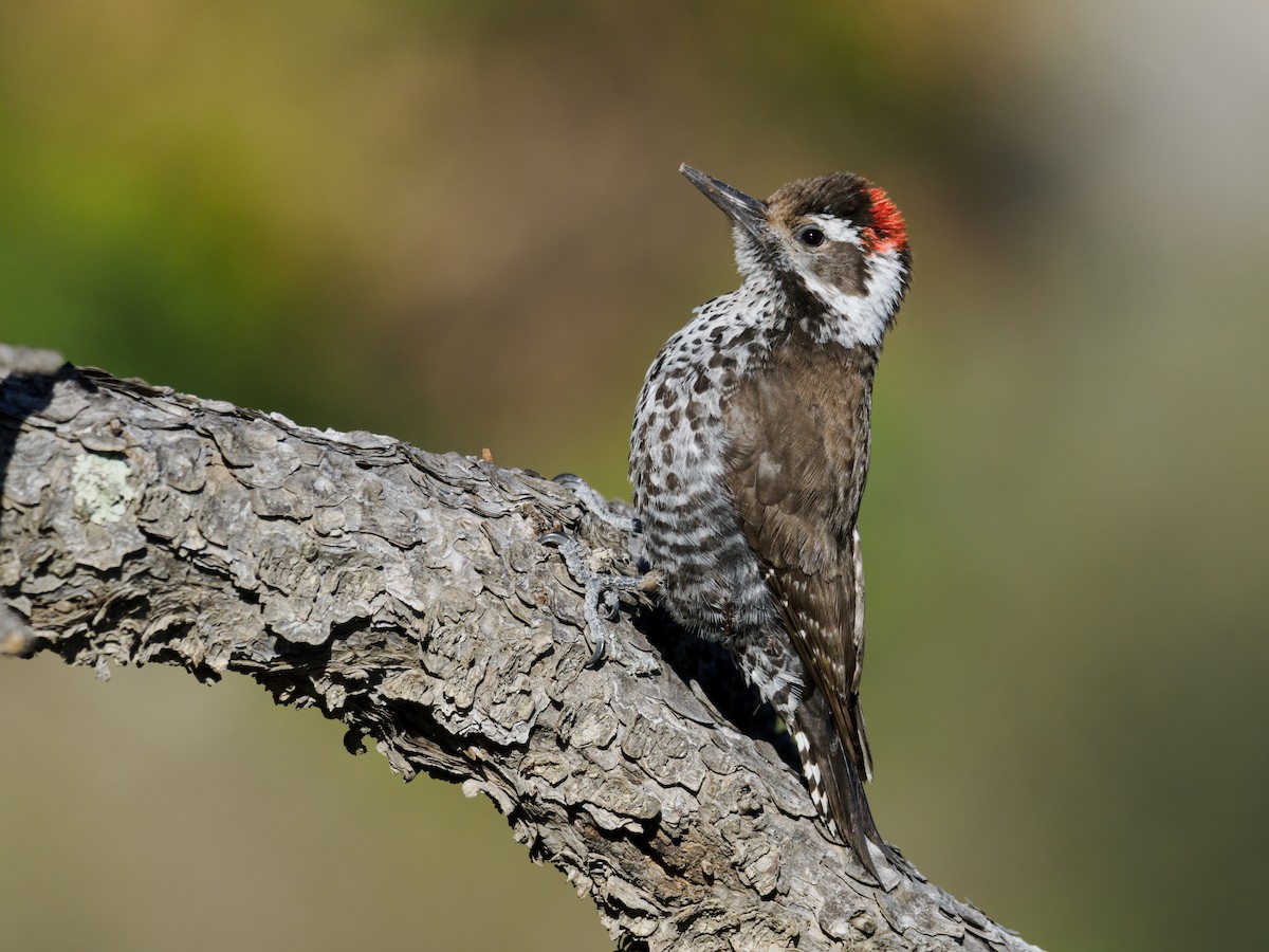 Arizona Woodpecker - ML617933974