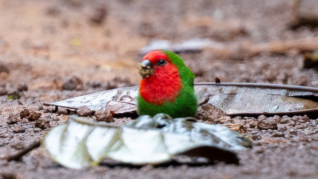 Red-throated Parrotfinch - ML617933997