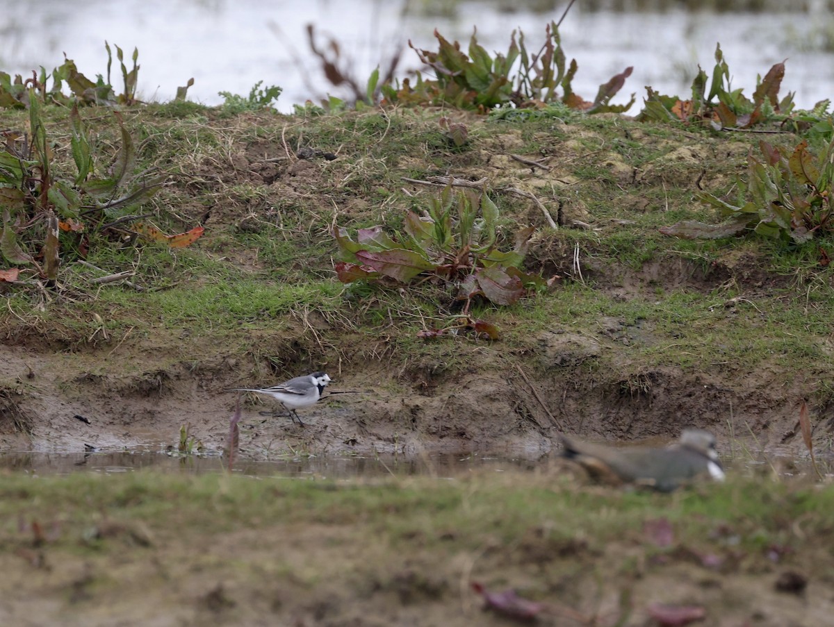 White Wagtail (White-faced) - ML617934002