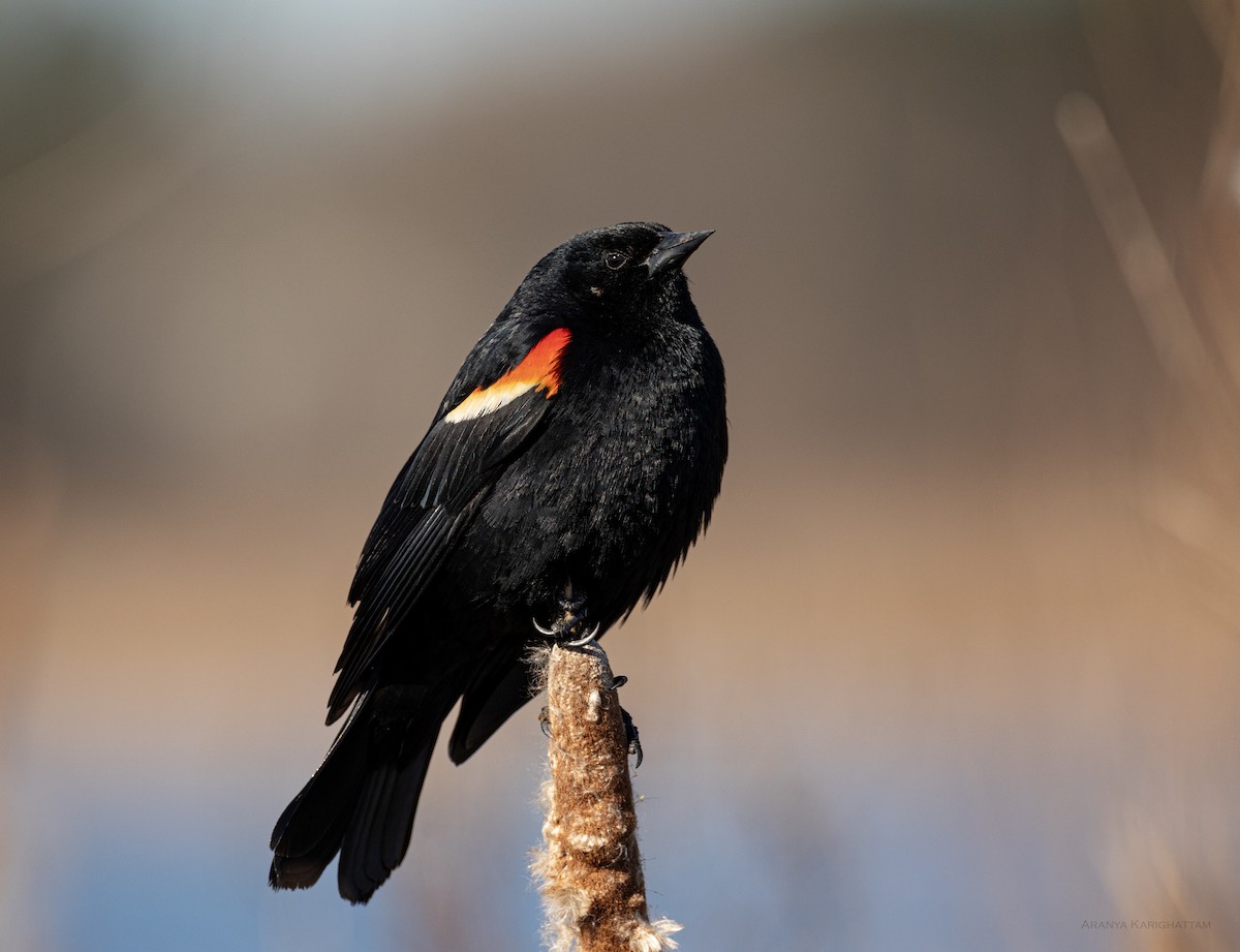 Red-winged Blackbird - Arav and Aranya Karighattam