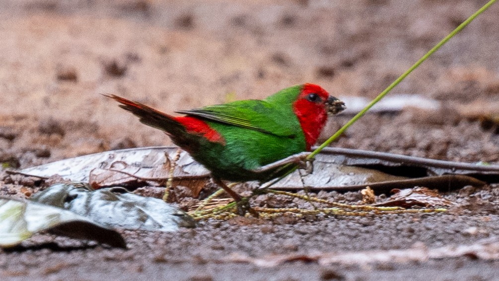Red-throated Parrotfinch - ML617934020