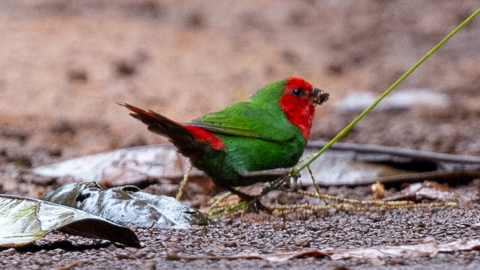 Red-throated Parrotfinch - ML617934021