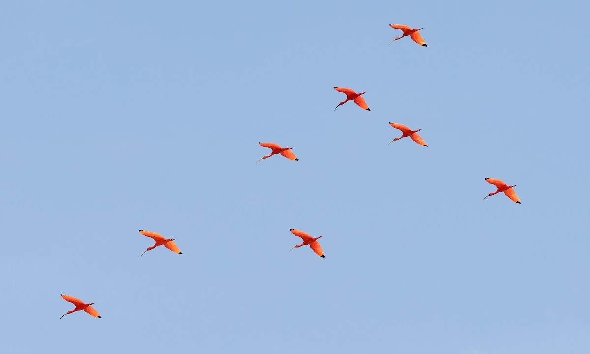 Scarlet Ibis - Steve Kelling