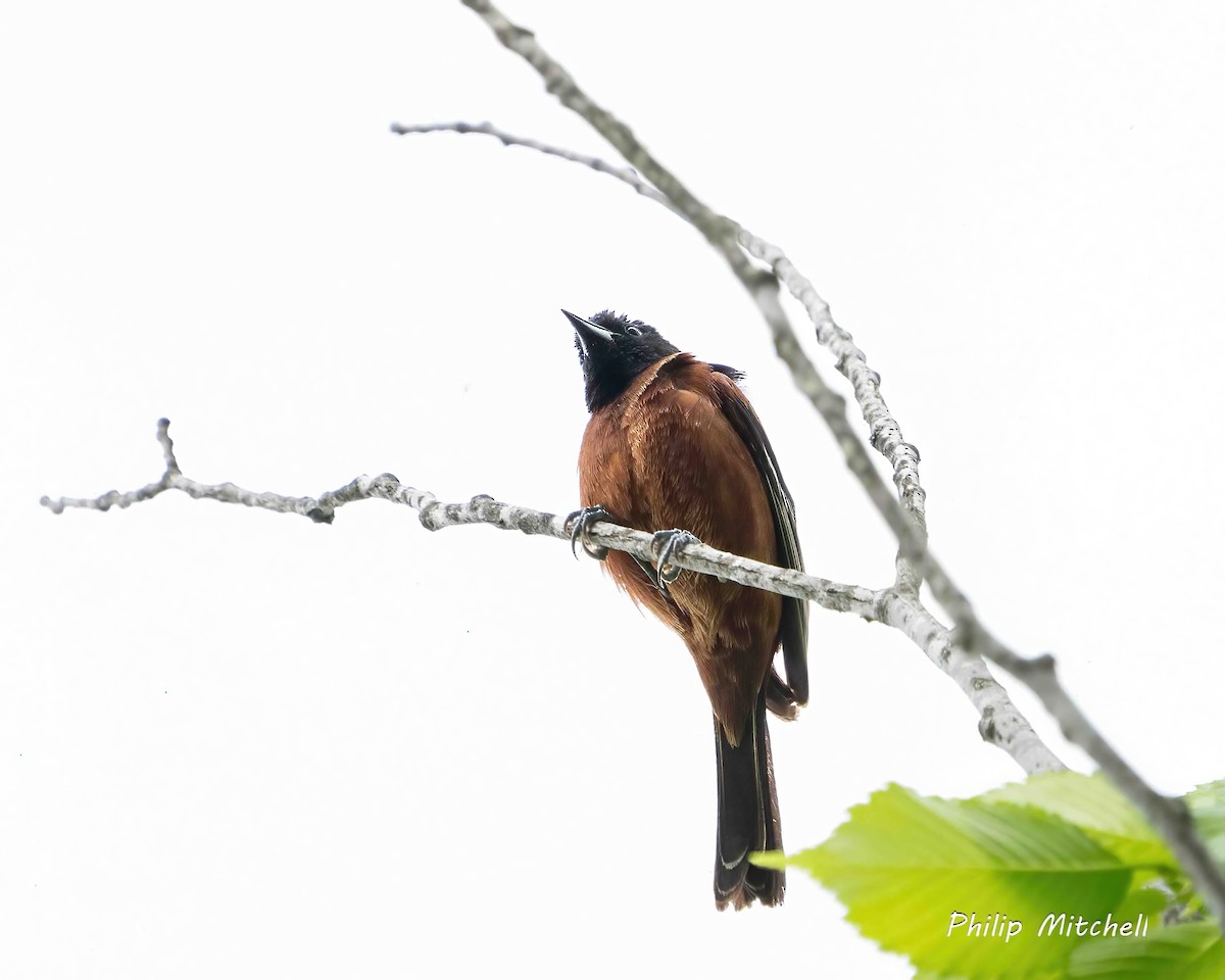 Orchard Oriole - ML617934073