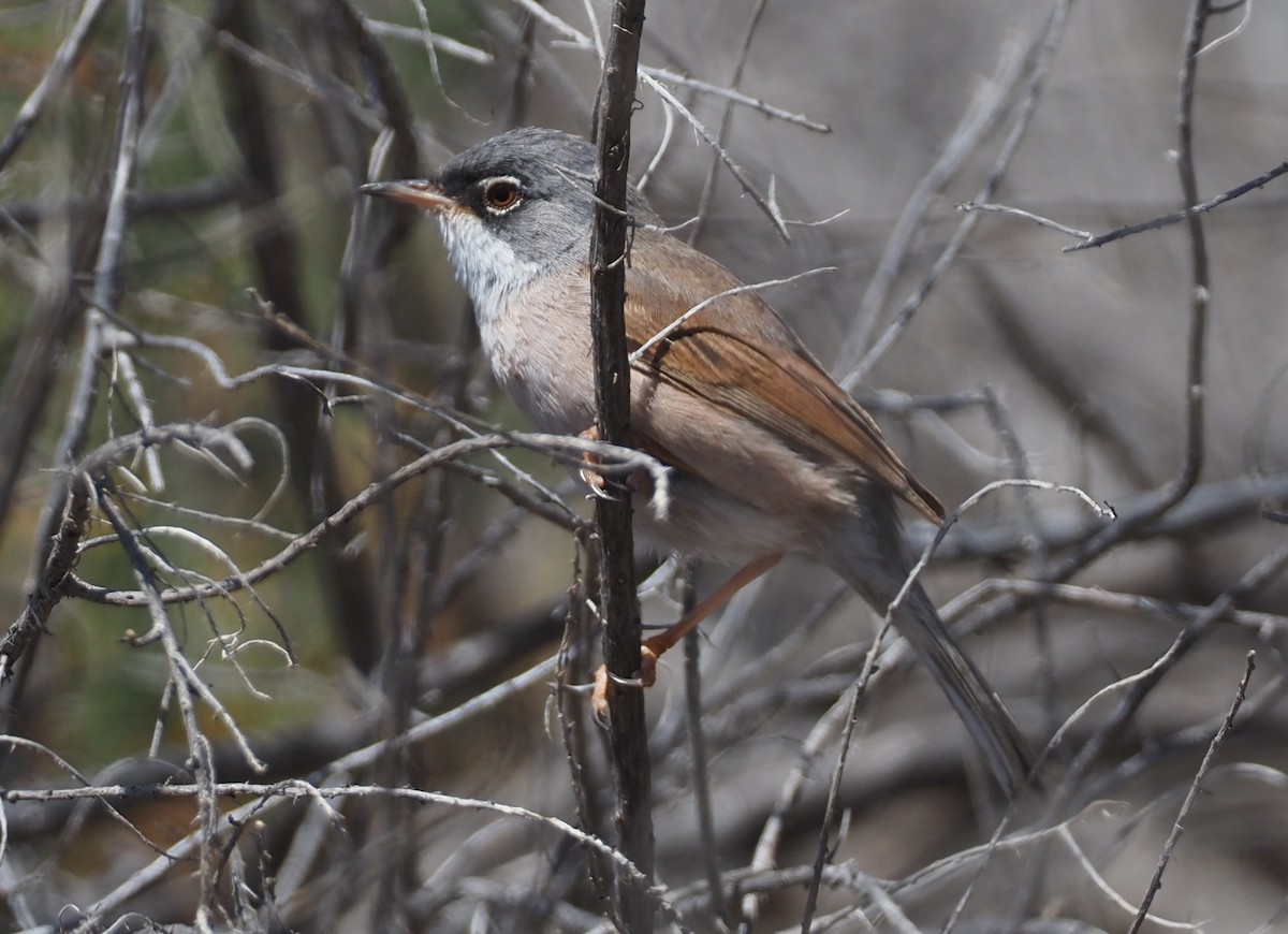 Spectacled Warbler - ML617934087