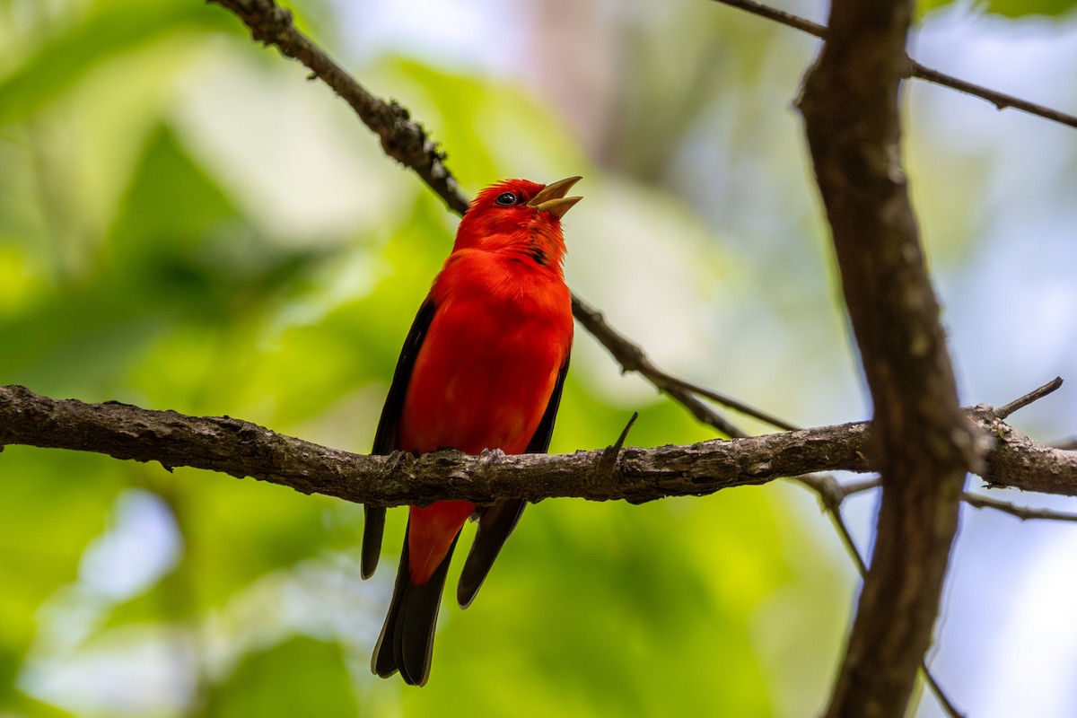 Scarlet Tanager - ML617934093