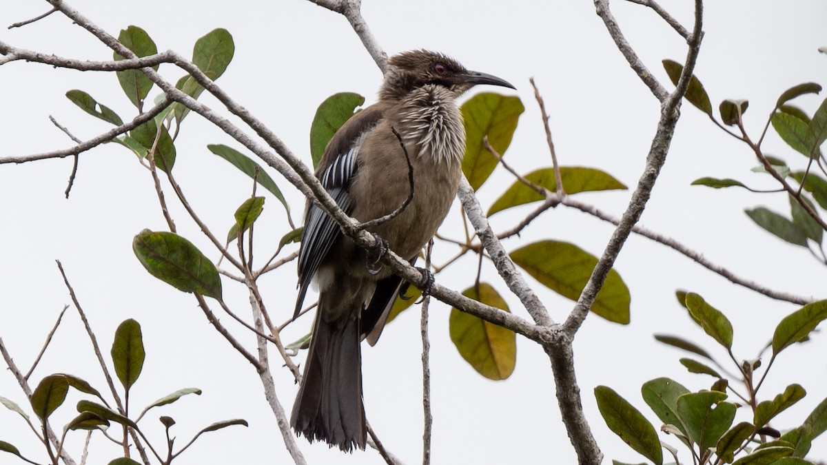 New Caledonian Friarbird - ML617934098