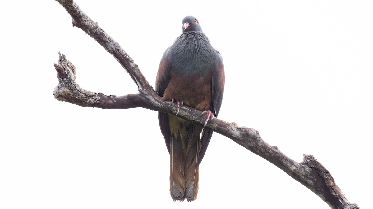 New Caledonian Imperial-Pigeon - ML617934103