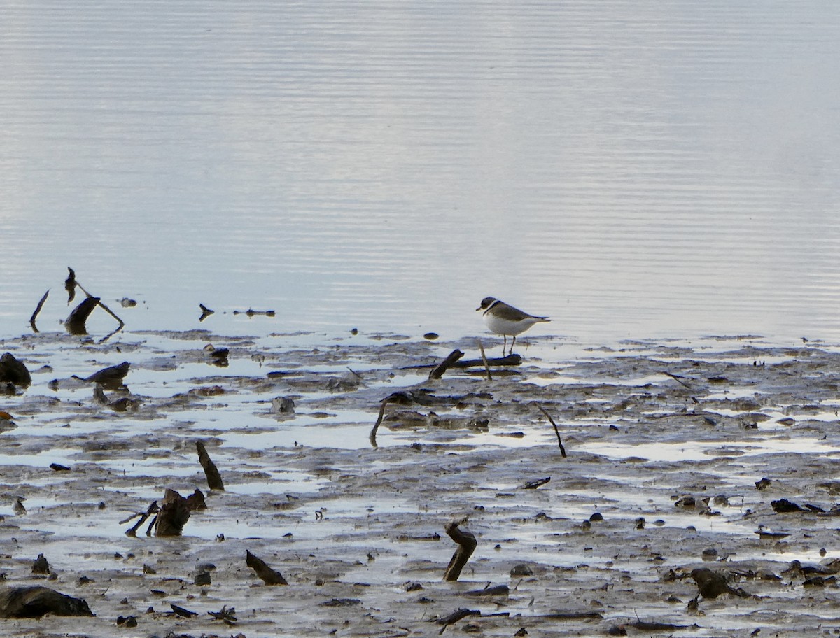 Semipalmated Plover - ML617934107