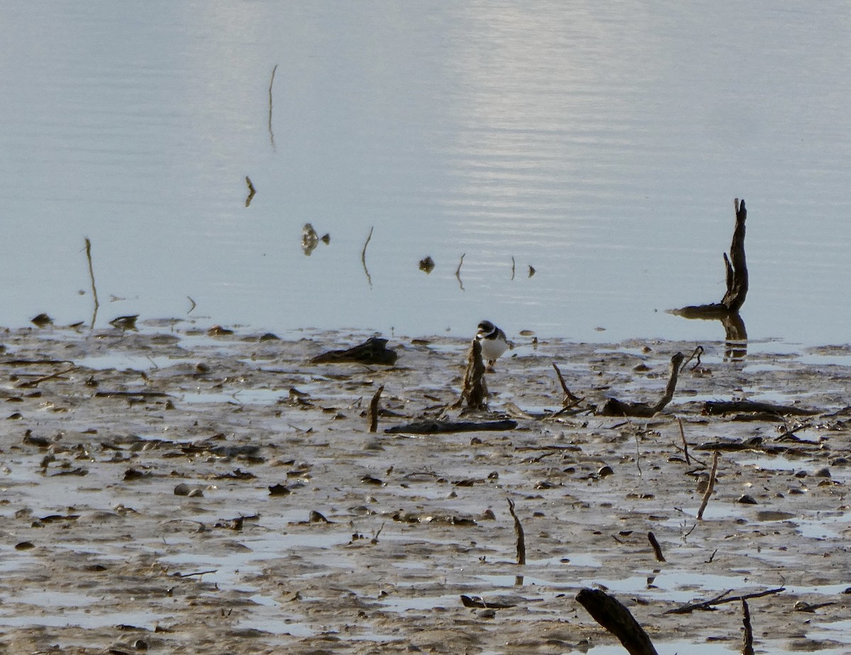 Semipalmated Plover - ML617934108