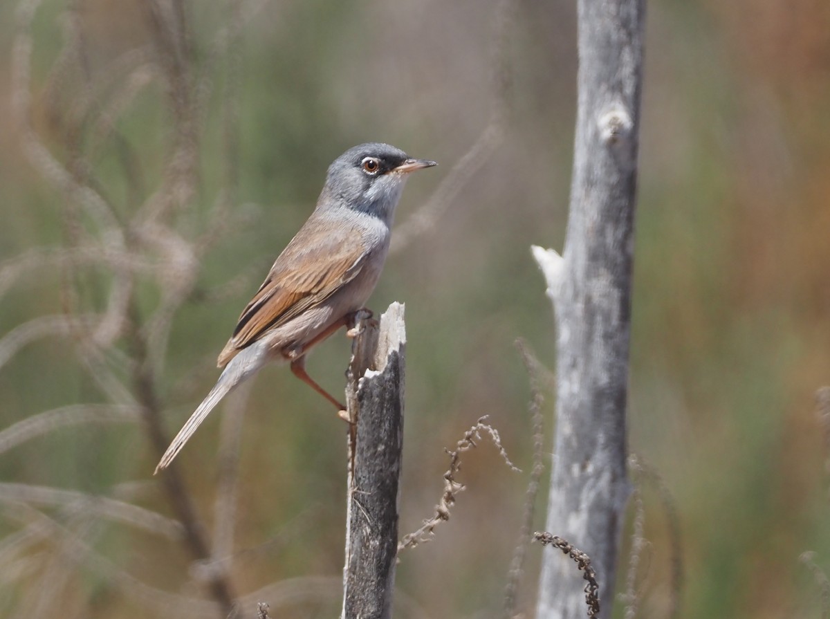 Spectacled Warbler - ML617934161
