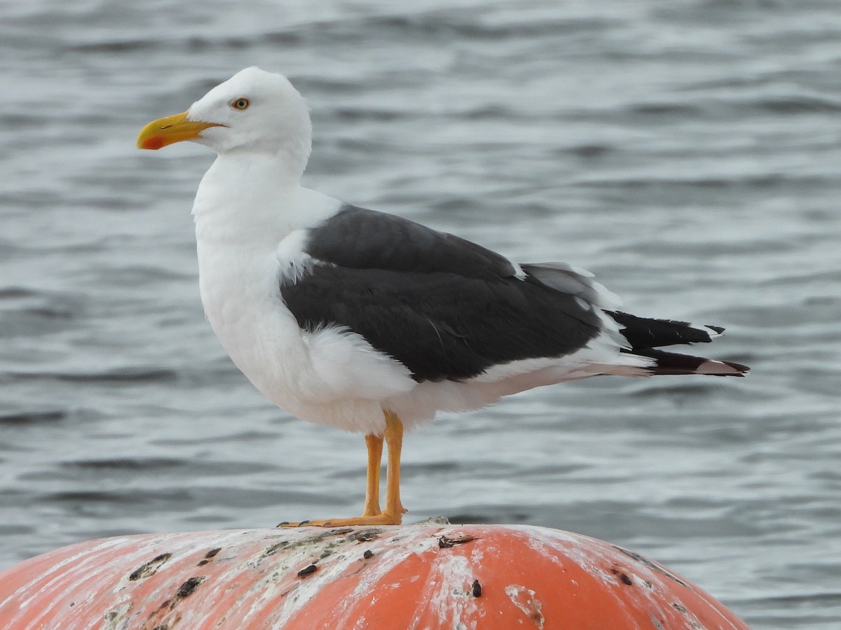 Yellow-footed Gull - ML617934164