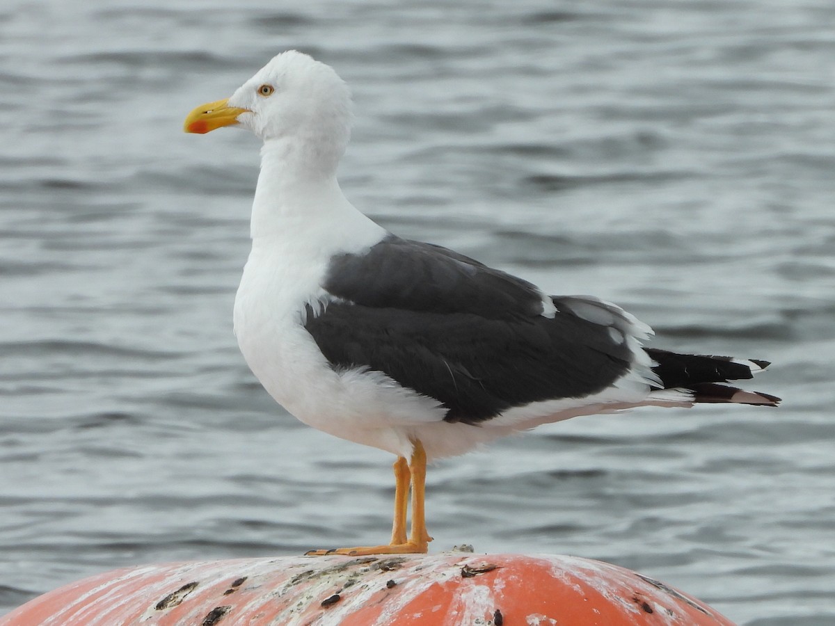 Yellow-footed Gull - ML617934168