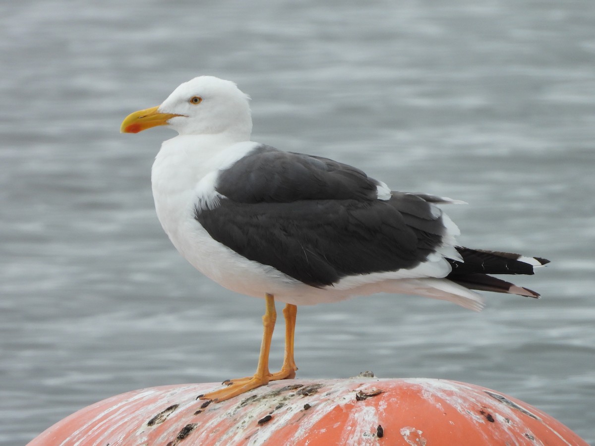 Yellow-footed Gull - ML617934176