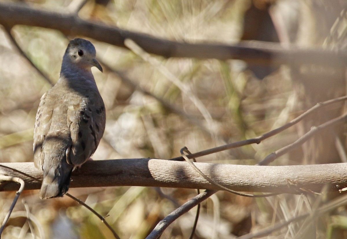 Plain-breasted Ground Dove - ML617934181