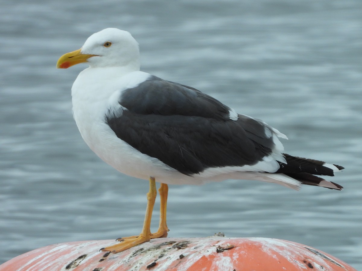 Yellow-footed Gull - ML617934189