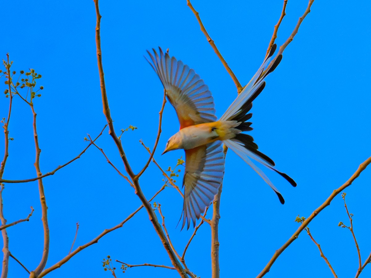 Scissor-tailed Flycatcher - Dave Dorn