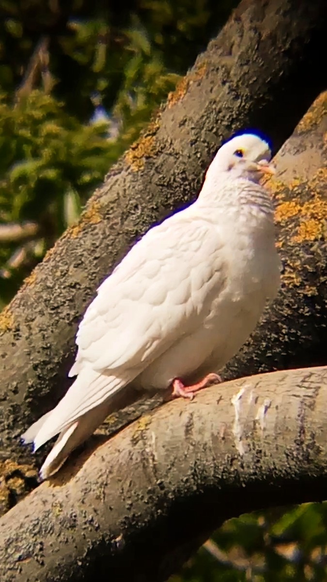 Сизый голубь (Одомашненного типа) - ML617934217