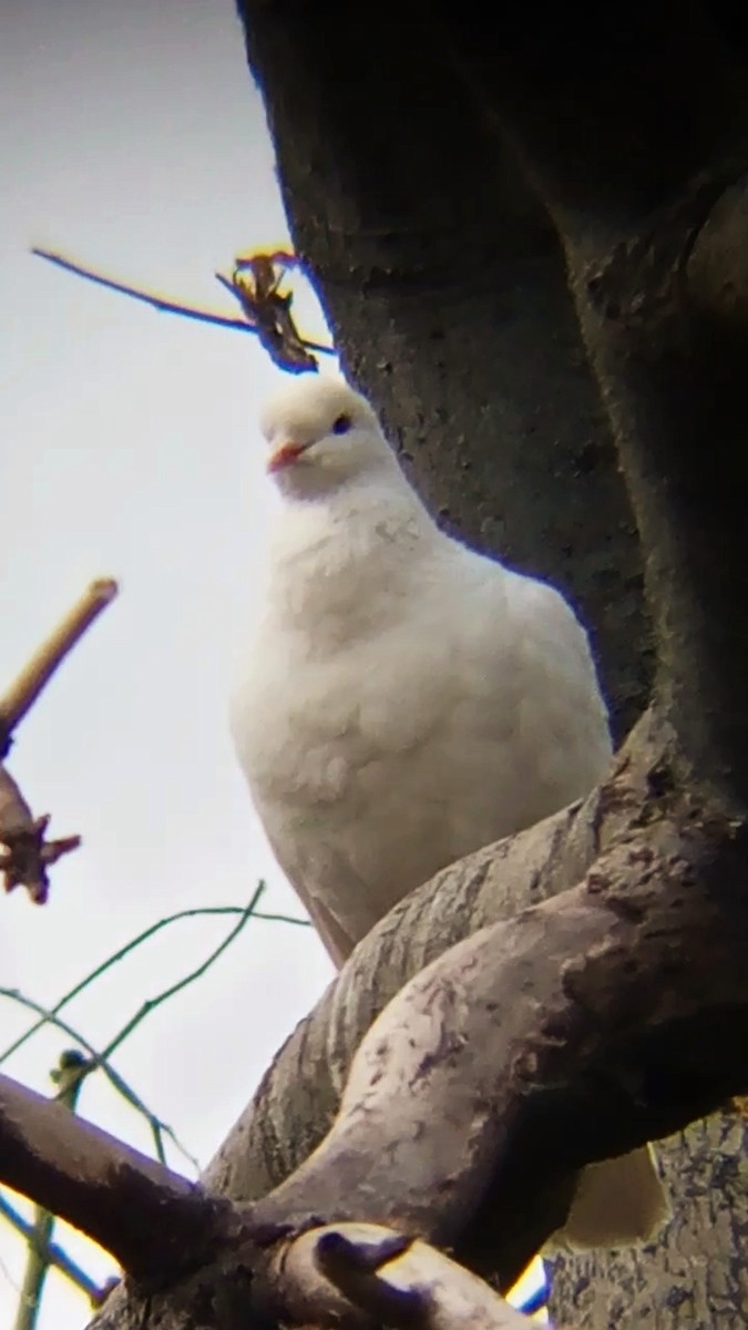 Rock Pigeon (Feral Pigeon) - ML617934218