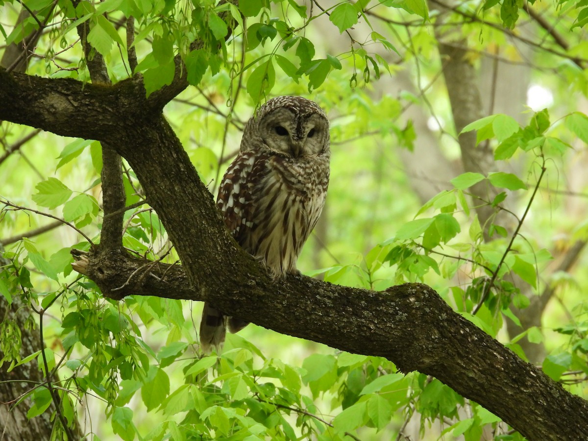 Barred Owl - Fannie Courtier