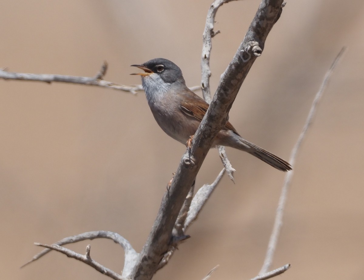 Spectacled Warbler - ML617934252