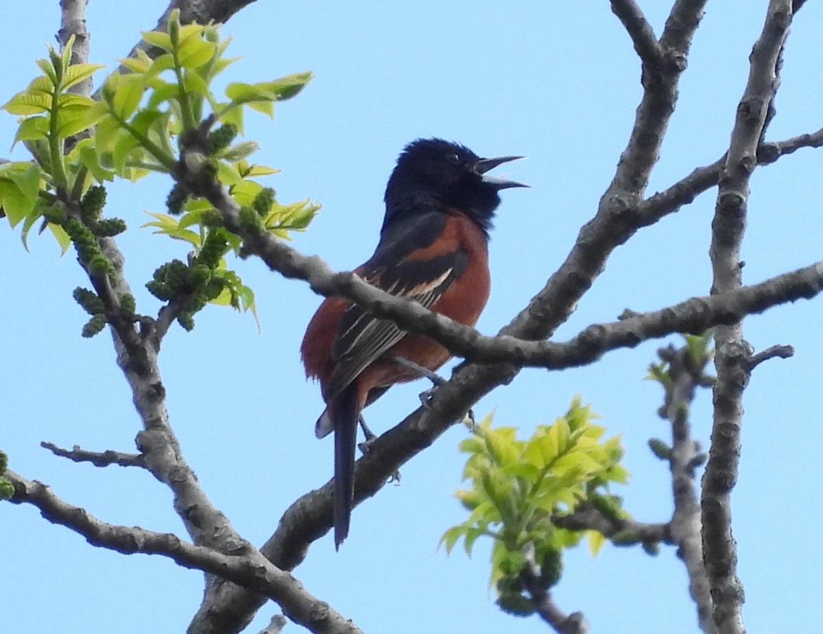 Orchard Oriole - ML617934267