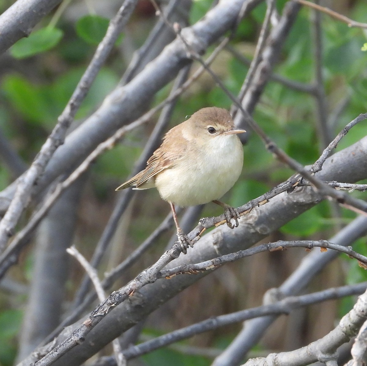 Common Reed Warbler - ML617934319