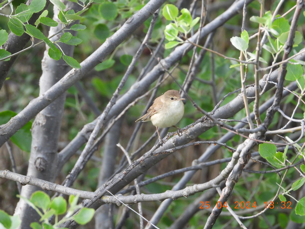 Common Reed Warbler - ML617934331