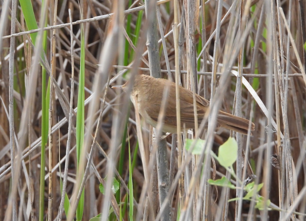 Common Reed Warbler - ML617934346