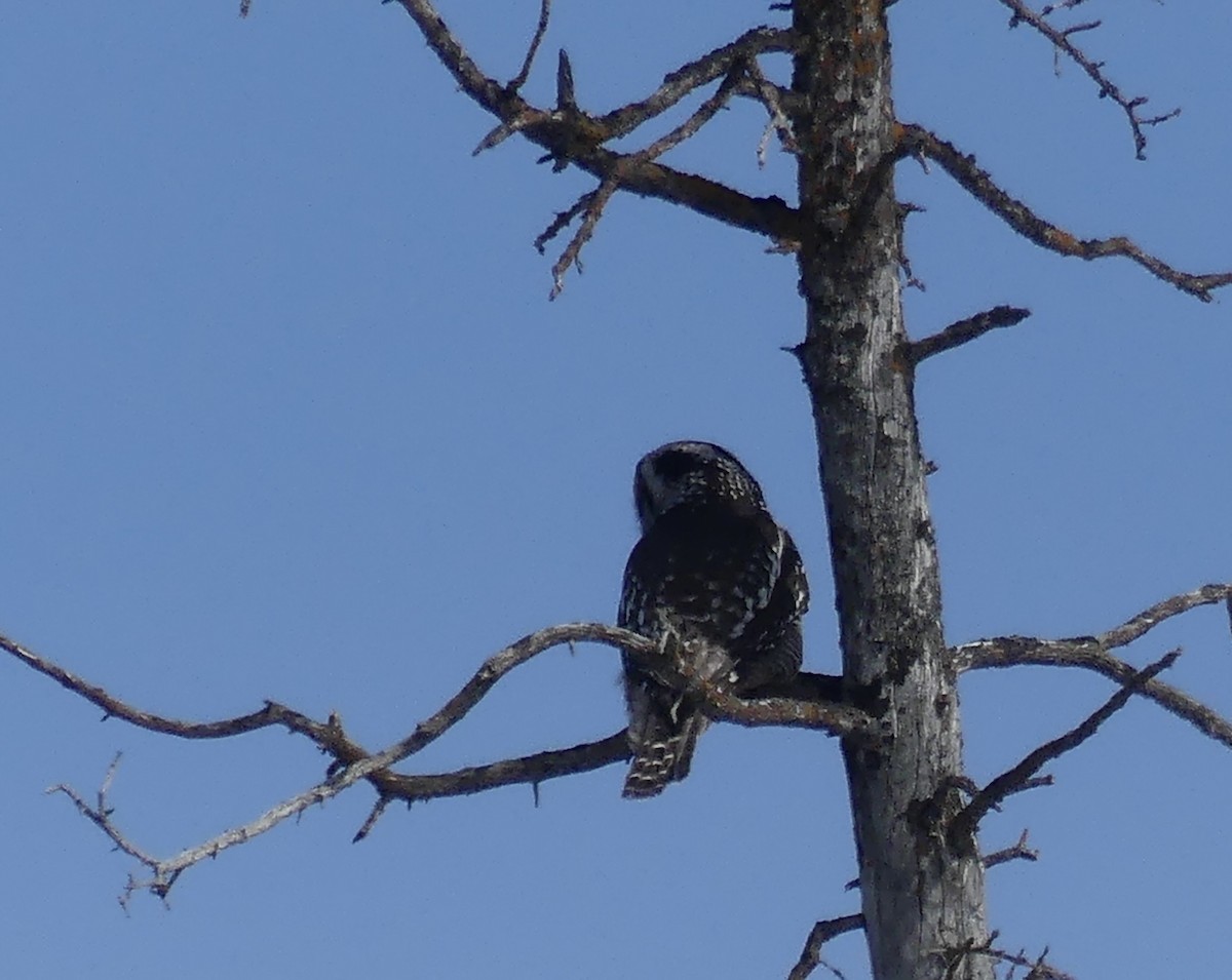 Northern Hawk Owl - ML617934349