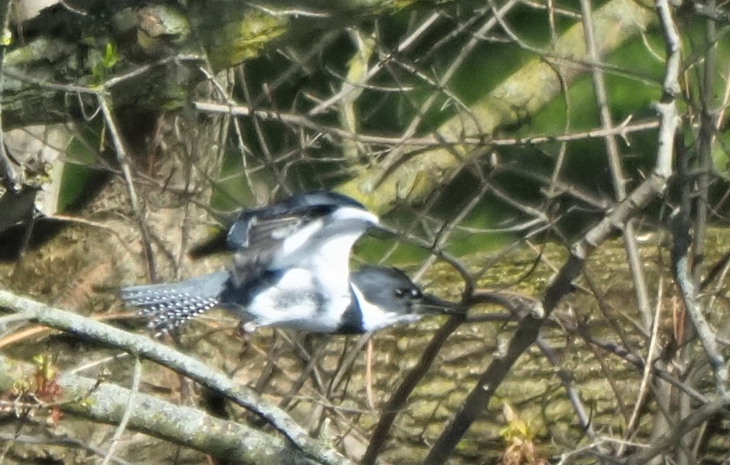 Belted Kingfisher - ML617934373