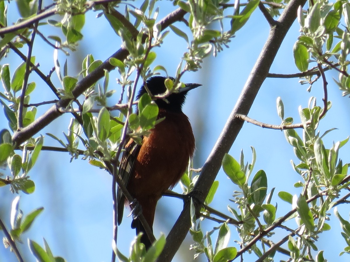 Orchard Oriole - ML617934386