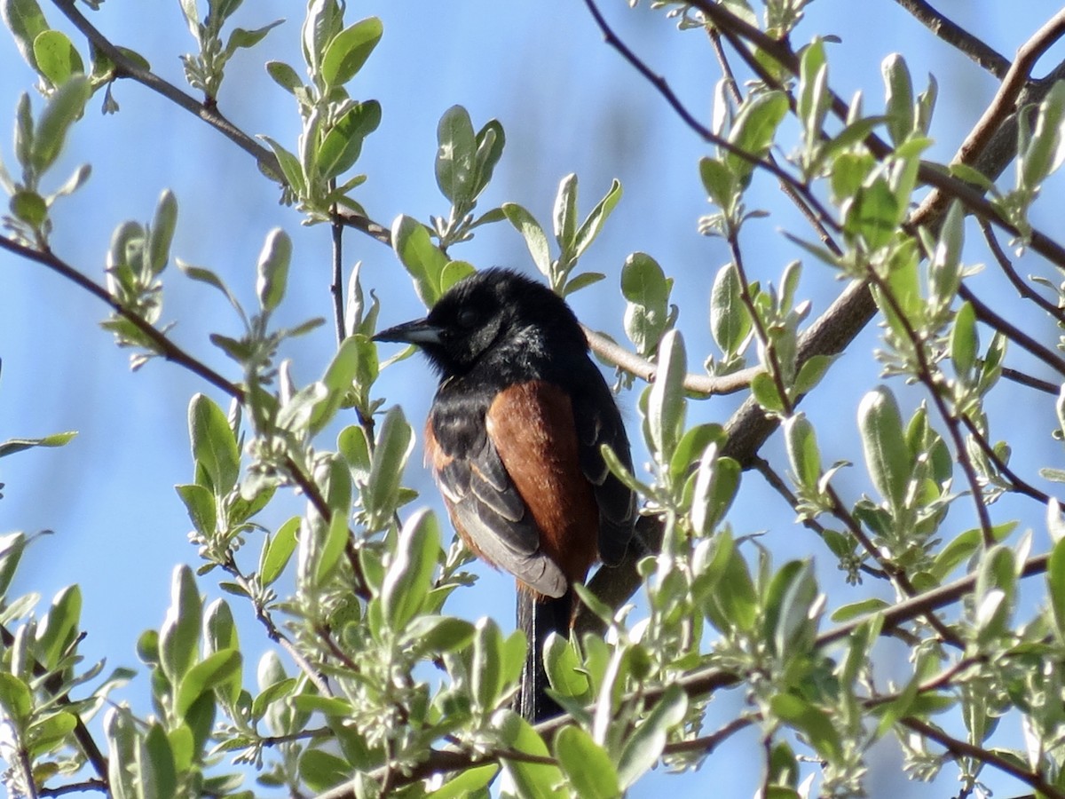 Orchard Oriole - ML617934387